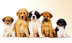 أفضل ٤ محلات بيع الكلاب في الإمارات